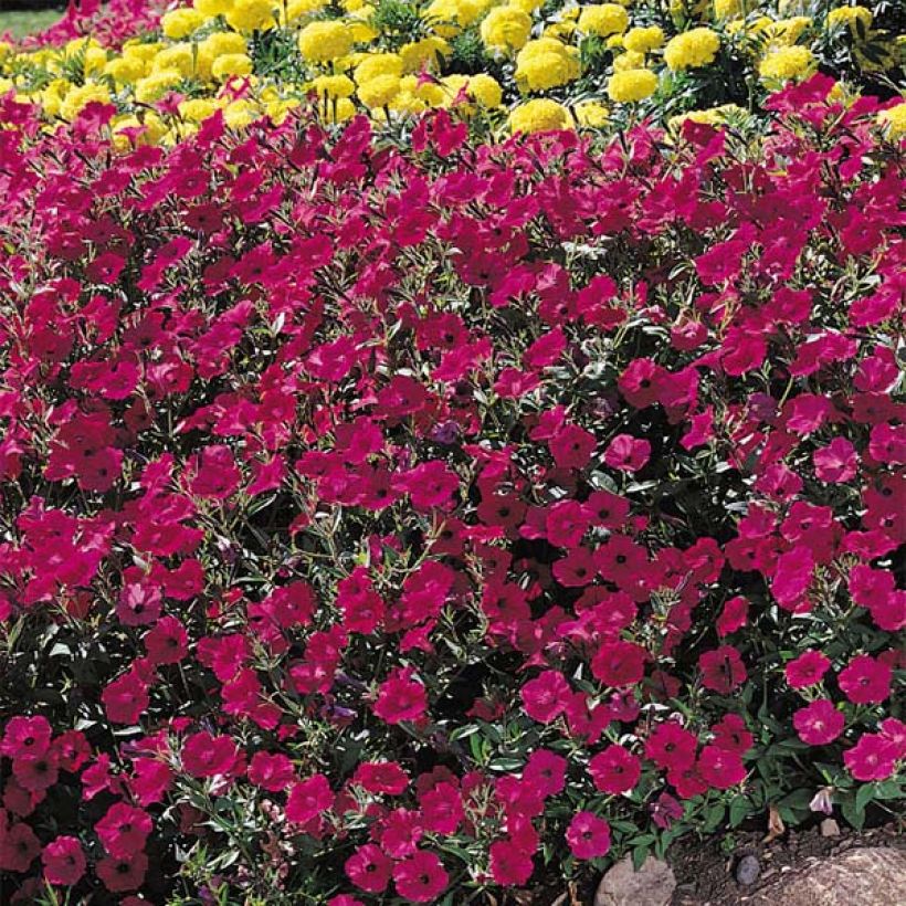 Pétunia Tidal Wave F1 Cherry (Flowering)