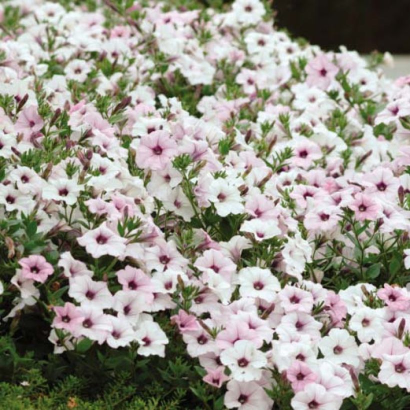 Pétunia Tidal Wave F1 Silver (Flowering)