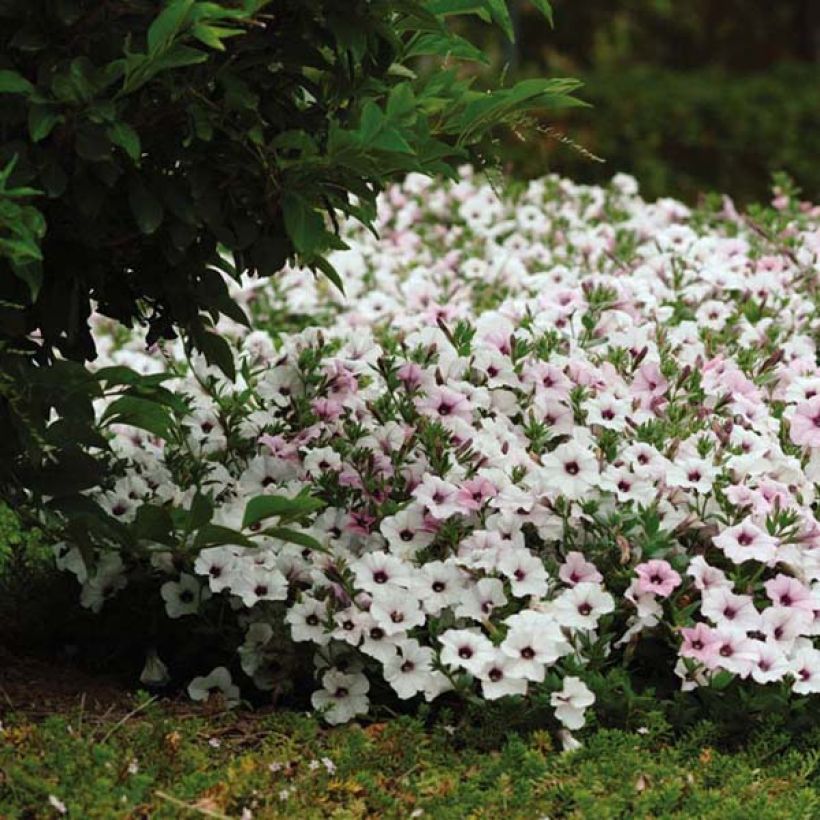 Pétunia Tidal Wave F1 Silver (Plant habit)