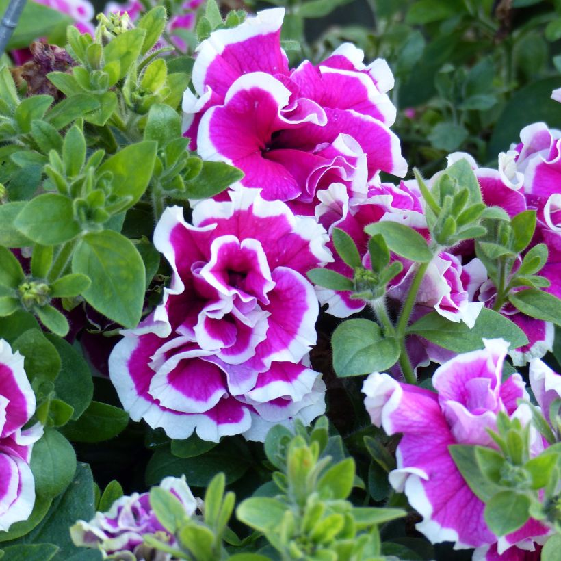 Pétunia Tumbelina Anna double rose et blanc (Flowering)