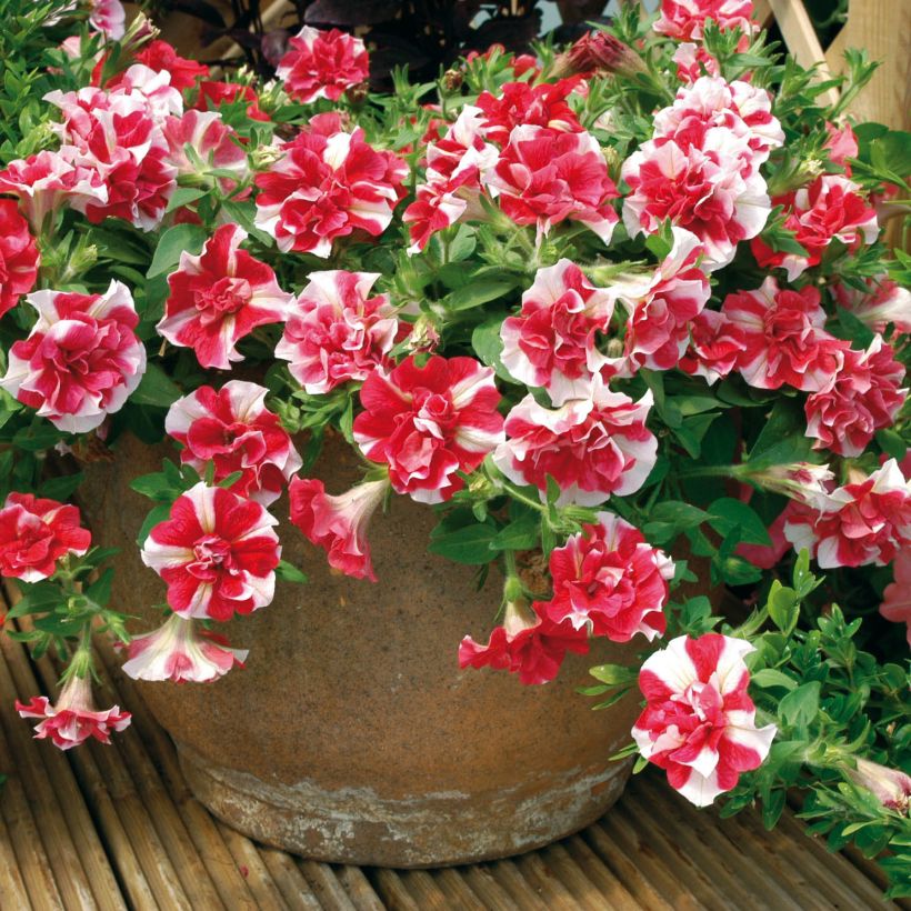 Petunia Tumbelina Cherry Ripple - Pétunia double (Plant habit)