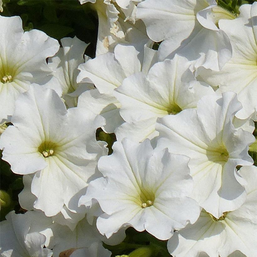 Pétunia Surfinia Snow blanc (Flowering)
