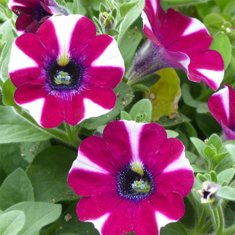 Pétunia Cascadias Bicolor Cabernet (Flowering)