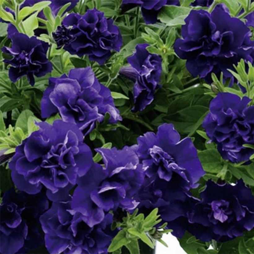 Pétunia Tumbelina Belinda double bleu foncé (Flowering)