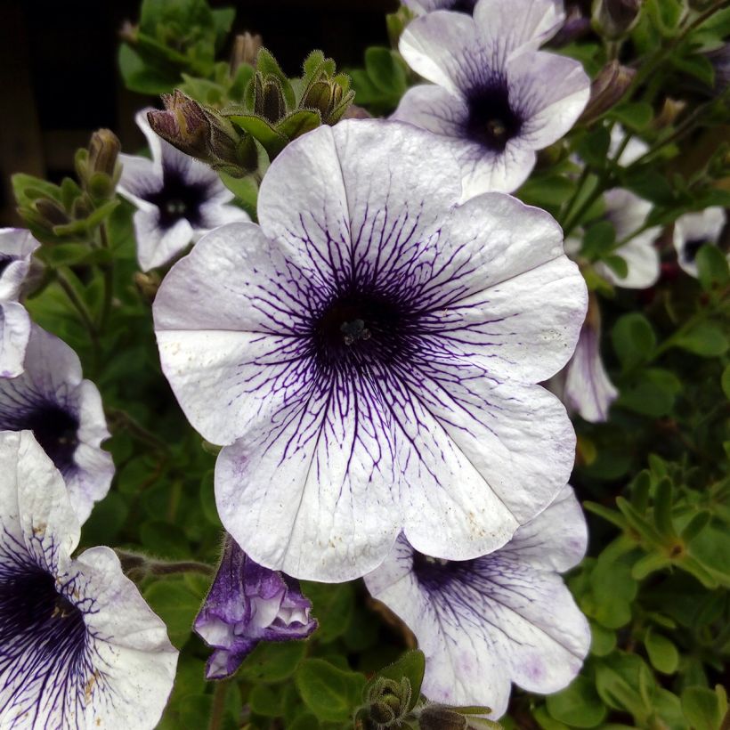 Pétunia surfinia blanc veiné bleu (Flowering)