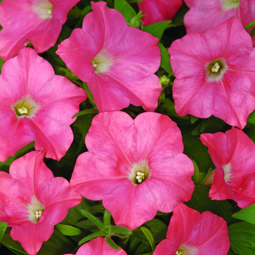 Graines de Pétunia Pétunia Easy Wave F1 Coral Reef  (Flowering)
