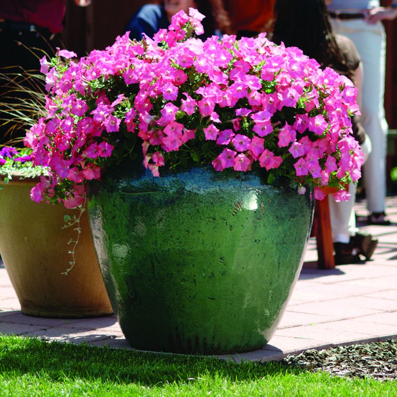 Graines de Pétunia Pétunia Easy Wave F1 Coral Reef  (Plant habit)