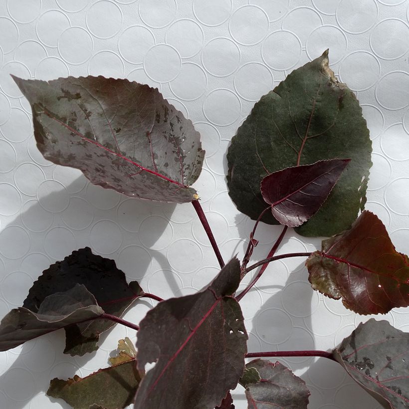 Peuplier pourpre - Populus deltoides Purple Tower (Foliage)