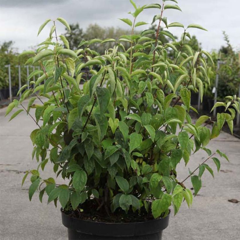 Seringat blanc - Philadelphus Albâtre (Plant habit)