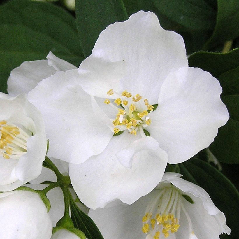 Philadelphus Bouquet Blanc - Seringat (Flowering)