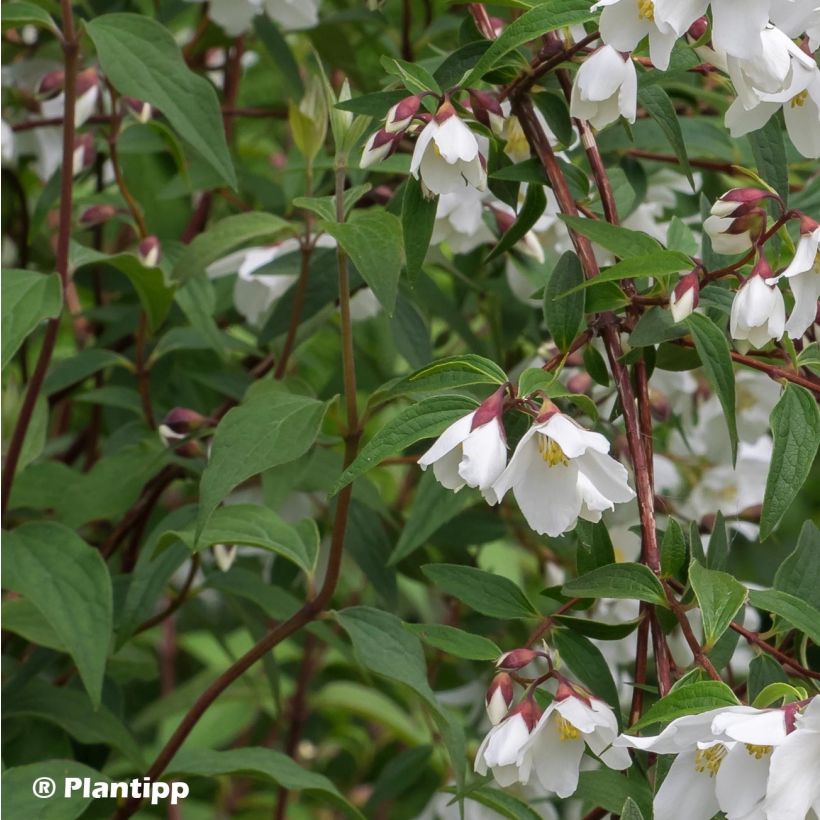 Philadelphus Dainty Lady - Seringat  (Foliage)