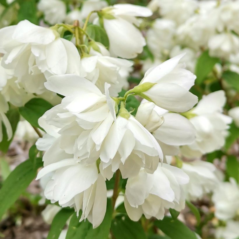 Philadelphus Little White Love - Seringat nain. (Flowering)