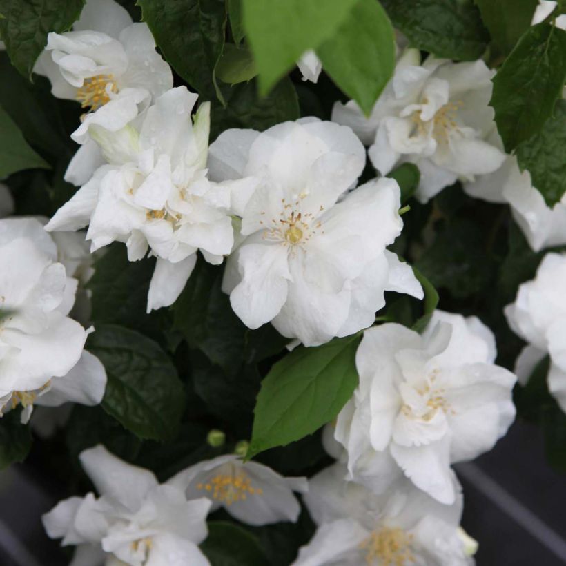 Seringat blanc - Philadelphus Natchez (Flowering)