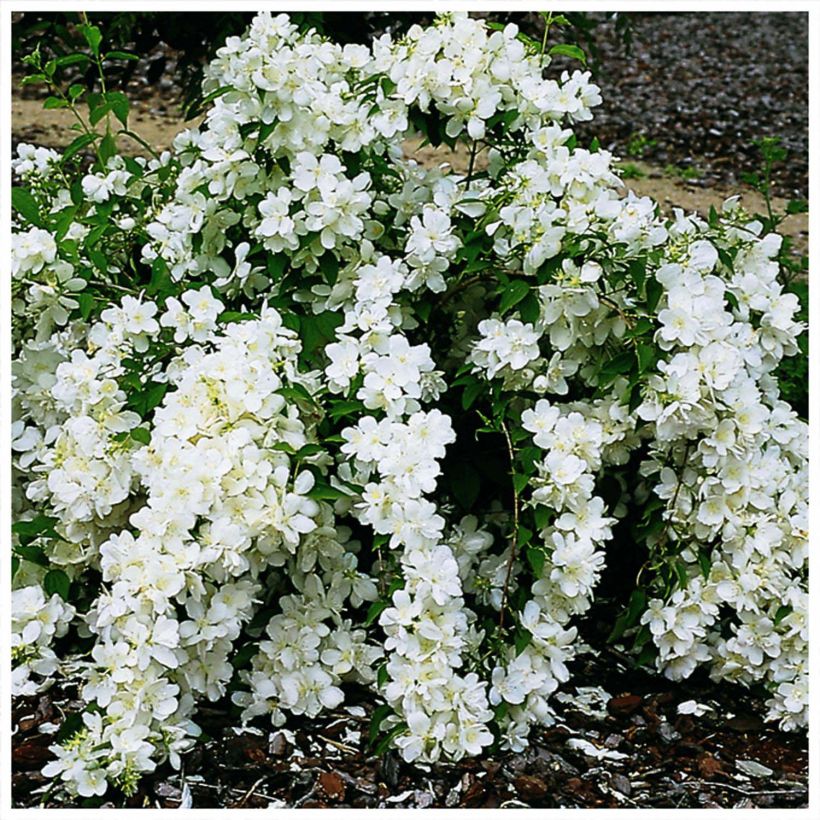 Seringat - Philadelphus White Rock (Pekphil) (Flowering)