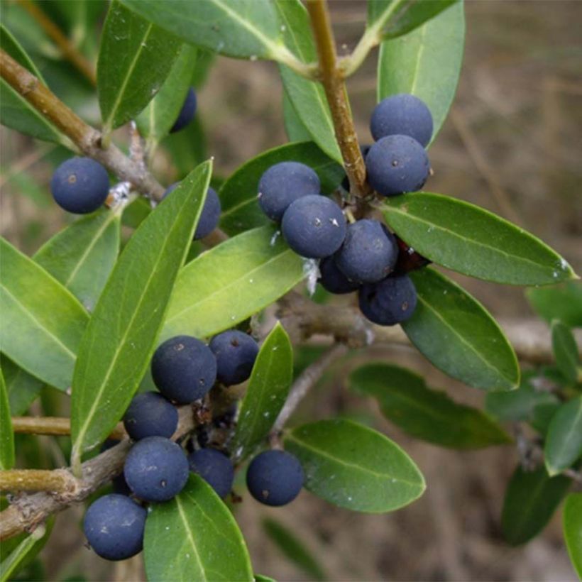 Phillyrea angustifolia - Filaire à feuilles étroites (Harvest)