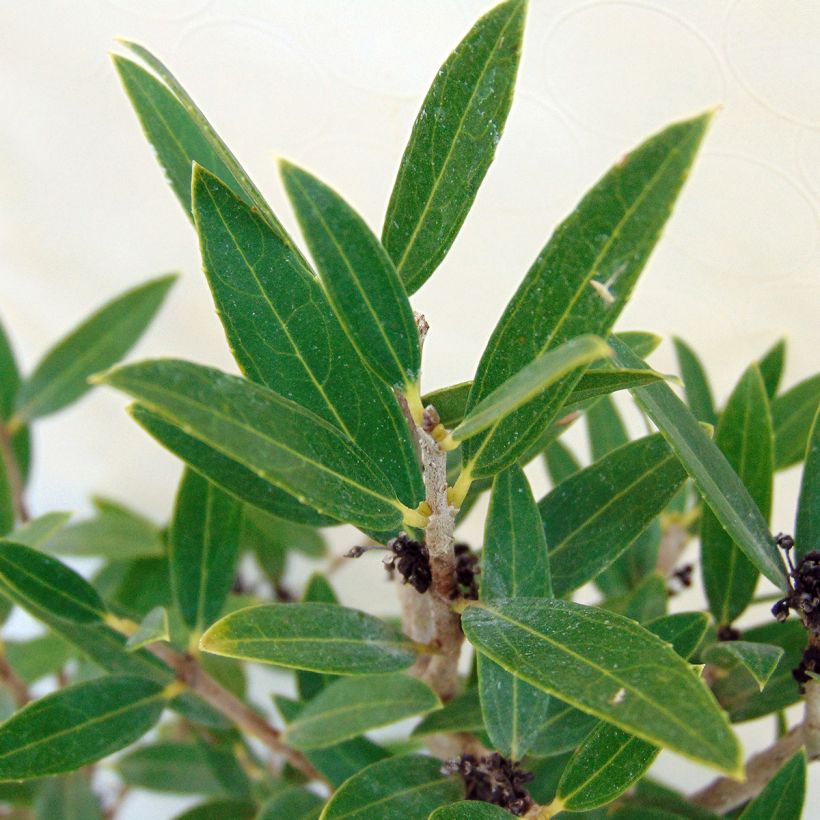 Phillyrea angustifolia - Filaire à feuilles étroites (Foliage)