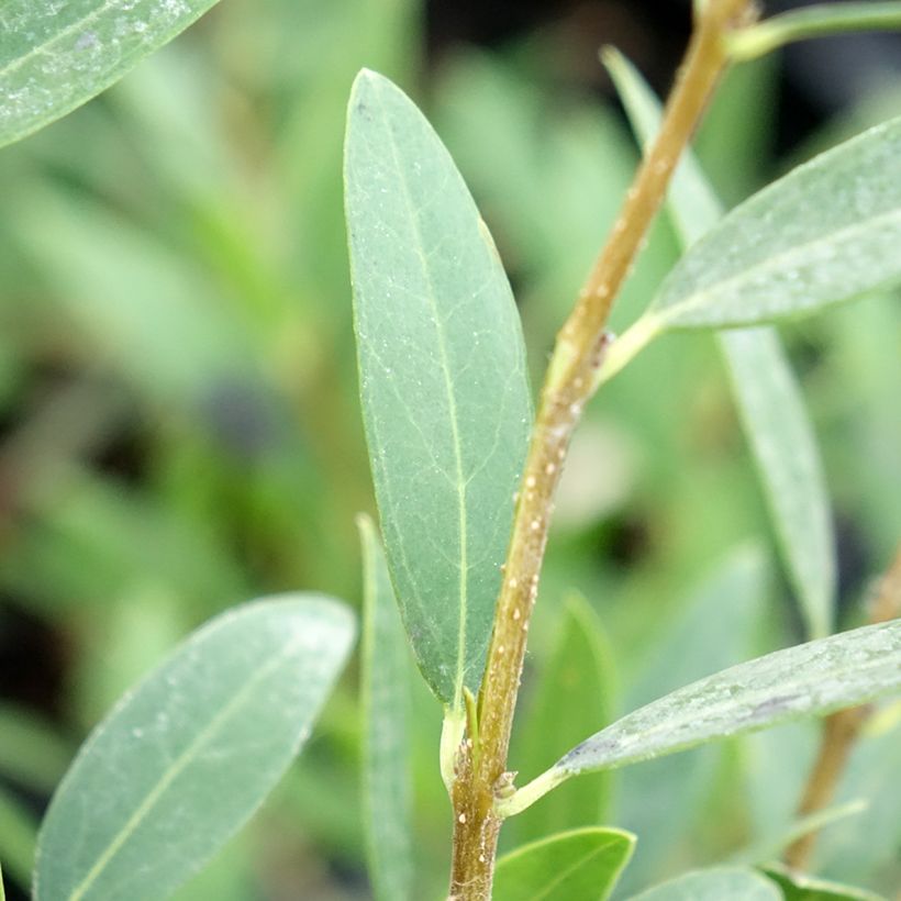 Phillyrea angustifolia Green Up - Filaire à feuilles étroites (Foliage)