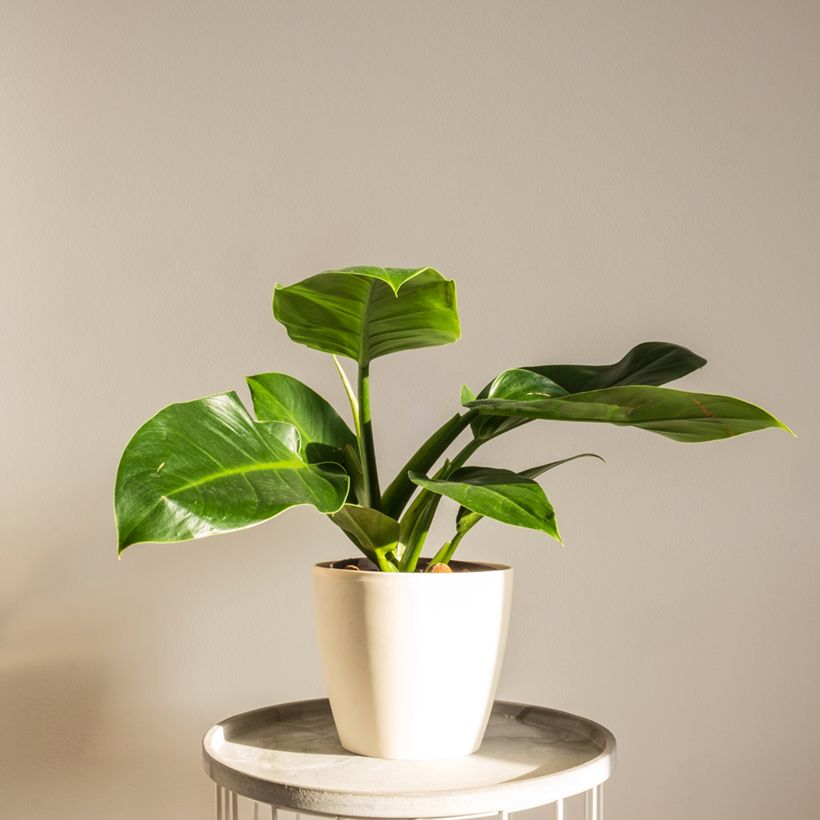 Philodendron Imperial Green (Plant habit)