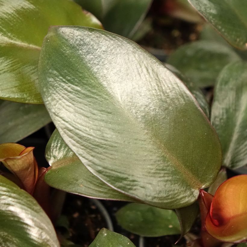Philodendron Black Cardinal (Foliage)