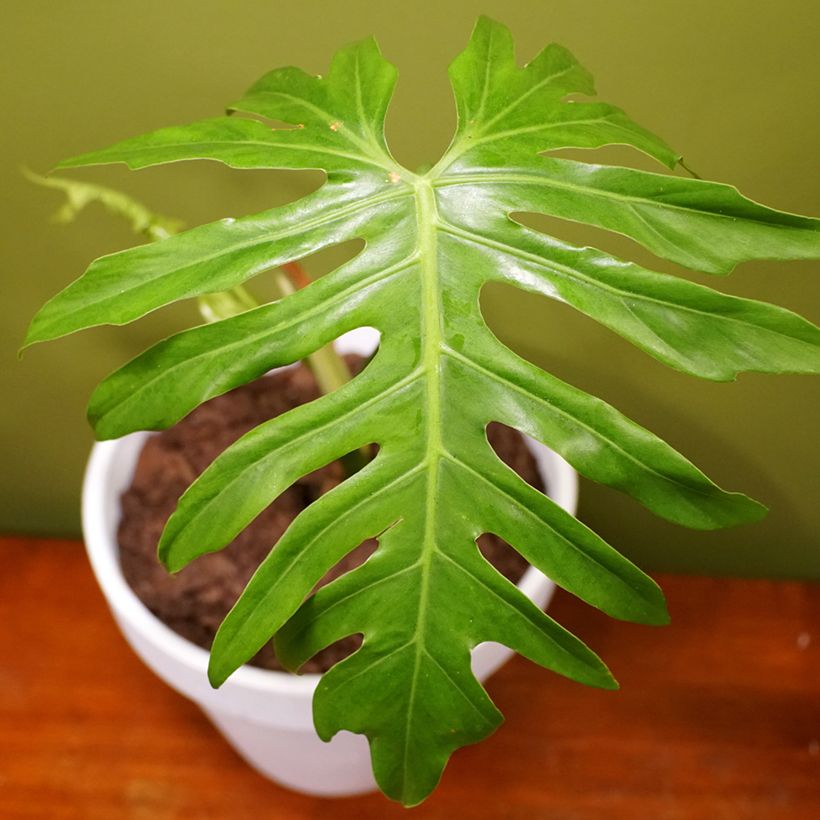 Philodendron radiatum (Foliage)