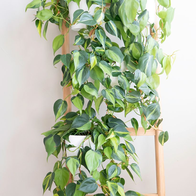 Philodendron Brasil (Plant habit)