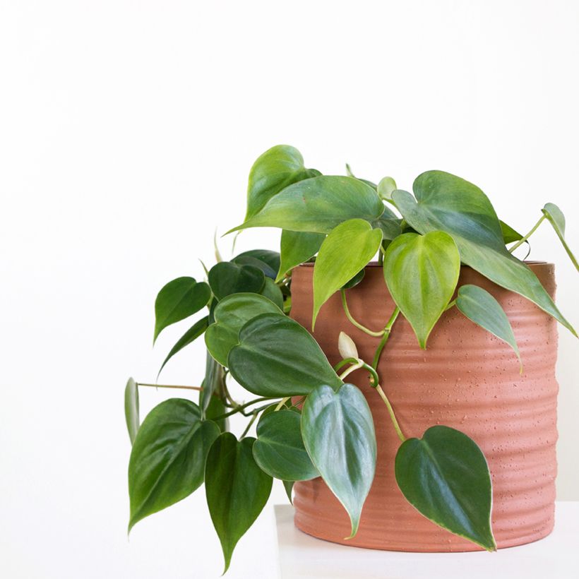 Philodendron scandens (Plant habit)