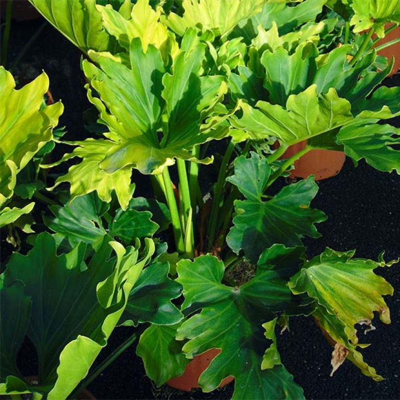 Philodendron Hope (Plant habit)