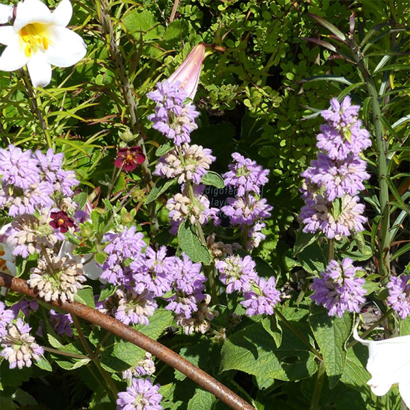 Phlomis du Cachemire - Phlomis cashmeriana (Flowering)