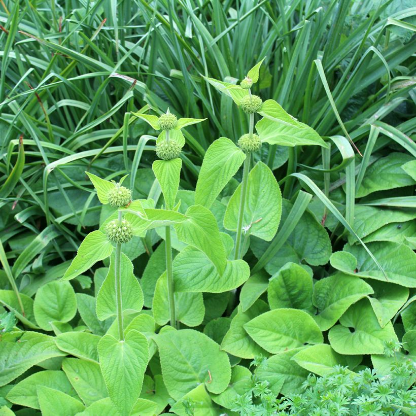 Phlomis de Russell - Phlomis russeliana (Plant habit)