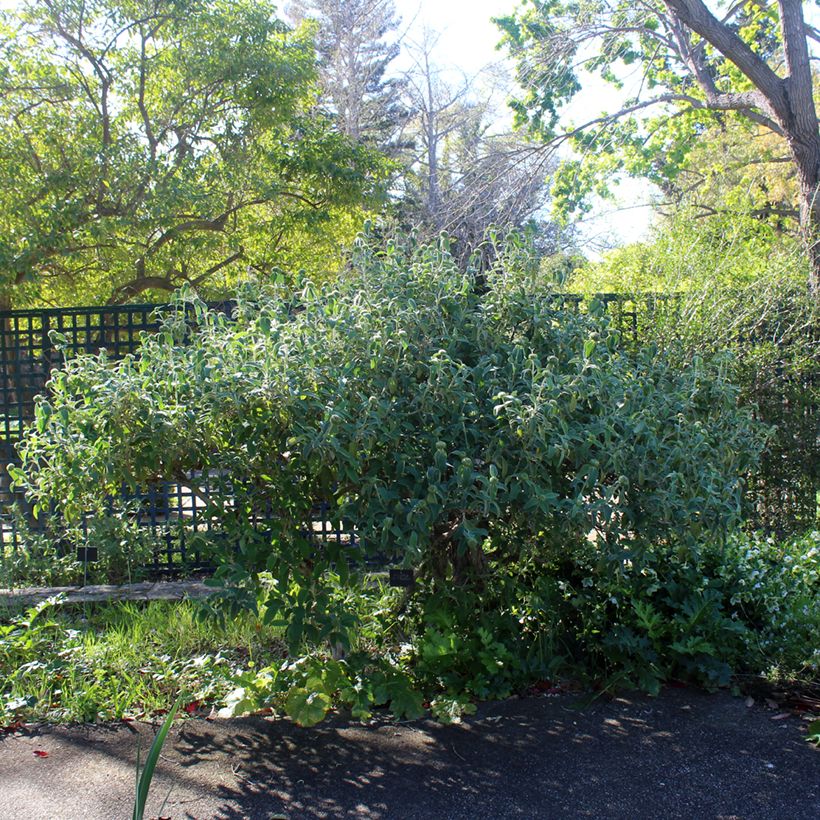 Phlomis fruticosa - Sauge de Jérusalem (Plant habit)