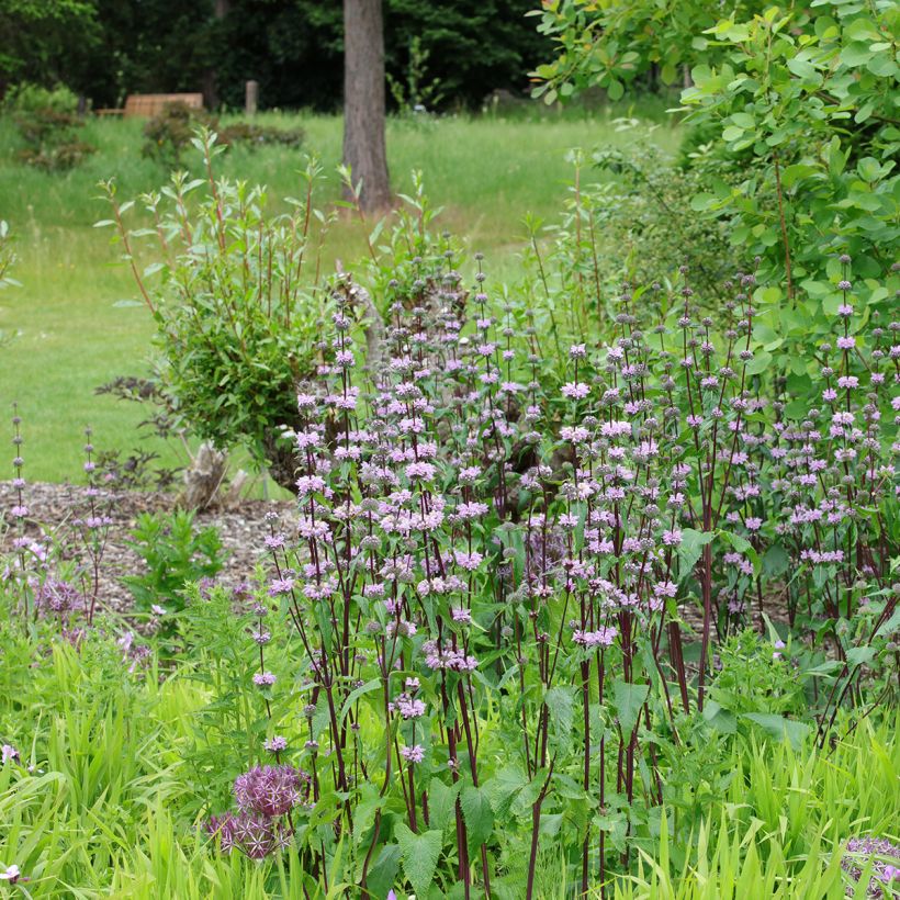 Phlomis tubéreux - Phlomis tuberosa Amazone (Plant habit)