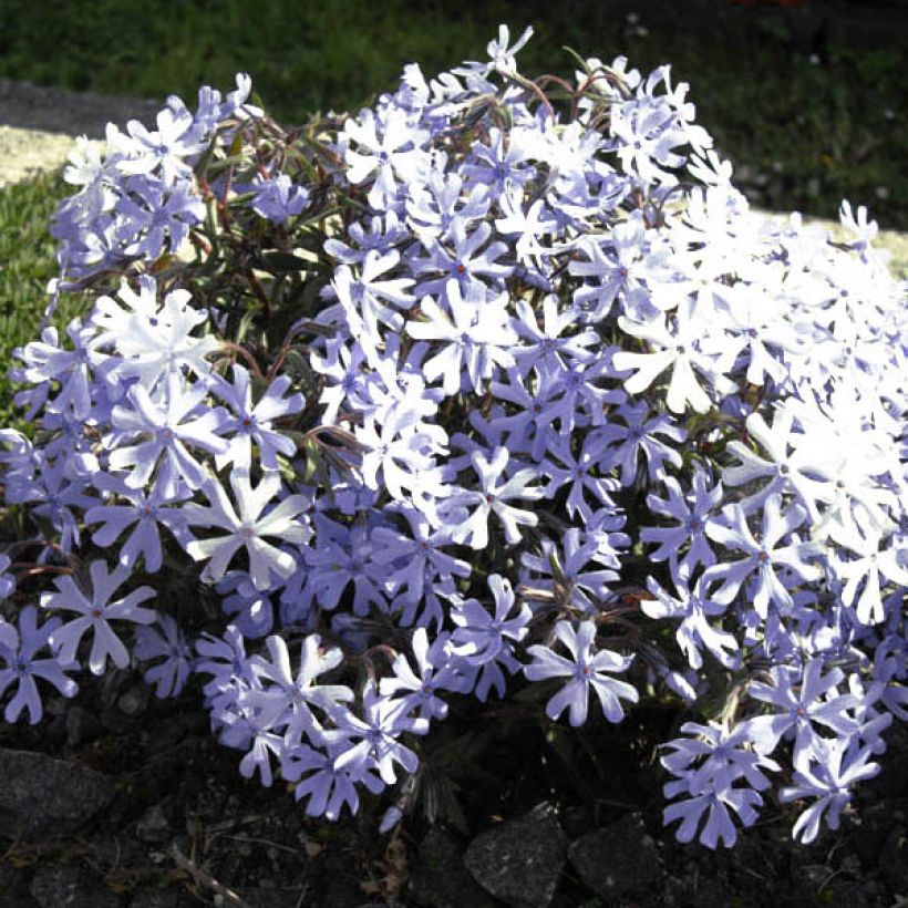Phlox bifida Minima Colvin (Flowering)