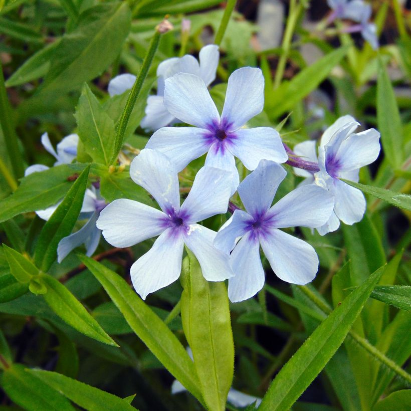 Phlox divaricata Chattahoochee (Flowering)