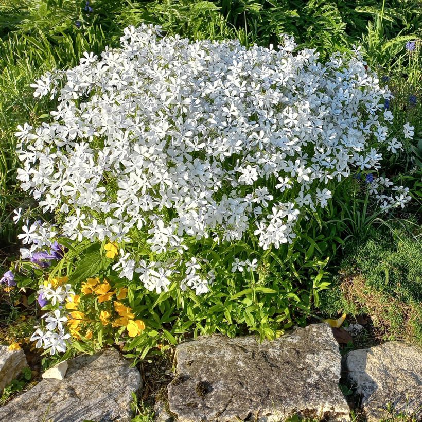 Phlox divaricata White Perfume (Plant habit)