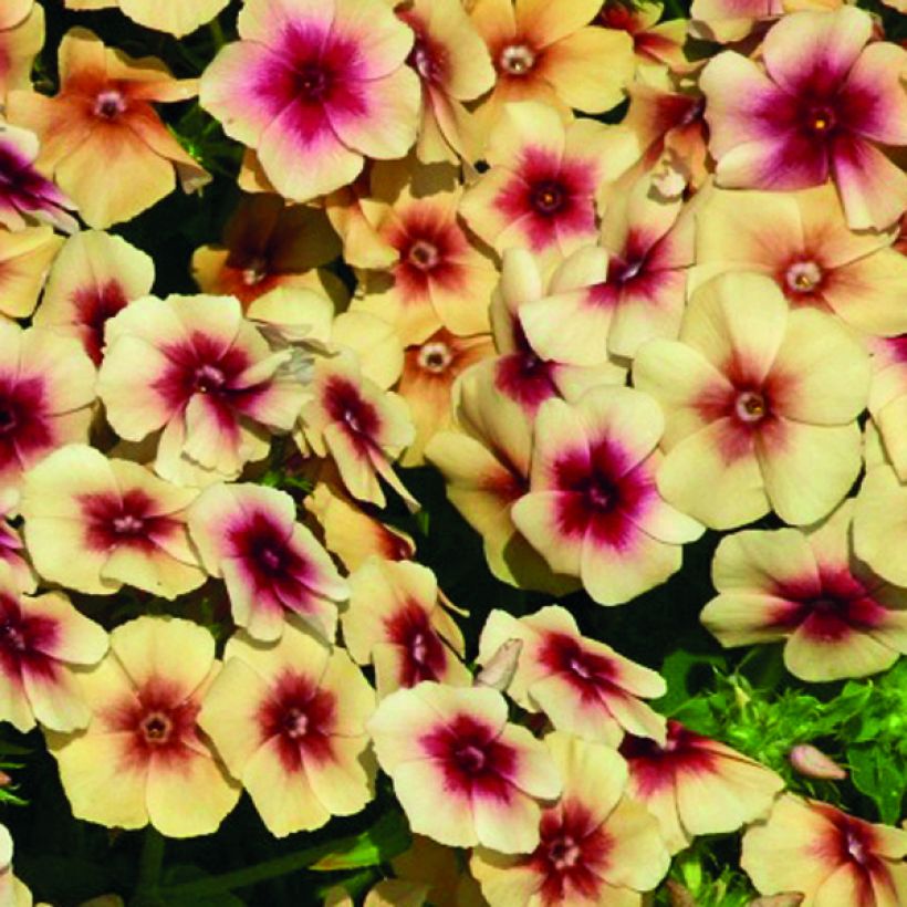 Graines de Phlox drummondii Cherry Caramel - Phlox de Drummond  (Flowering)