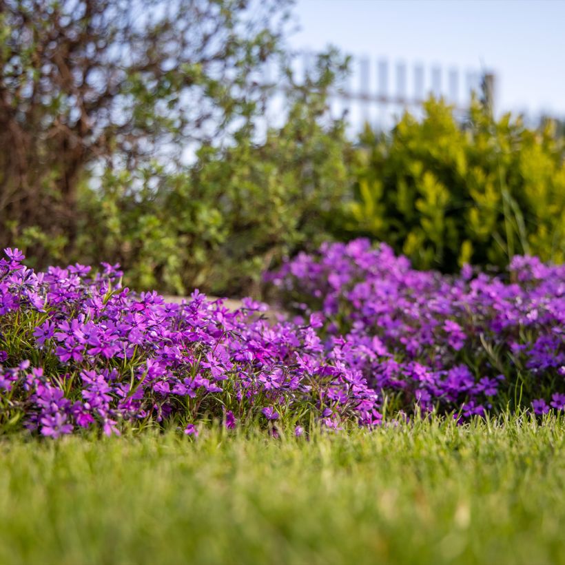 Phlox subulata Atropurpurea - Phlox mousse (Plant habit)