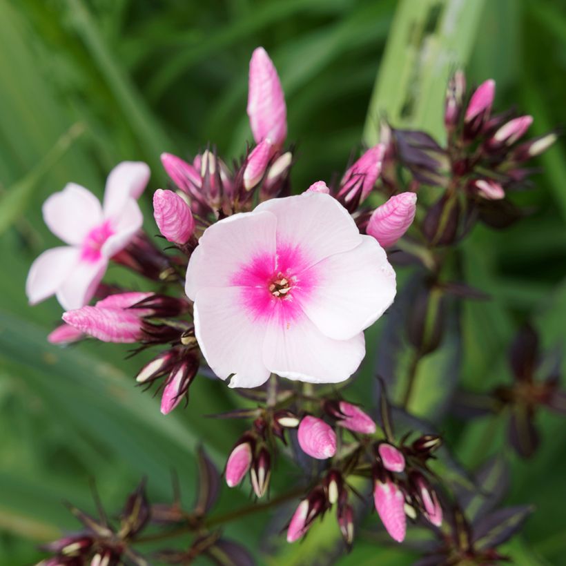 Phlox paniculata Bright Eyes - Phlox paniculé rose pâle à oeil rose vif (Flowering)