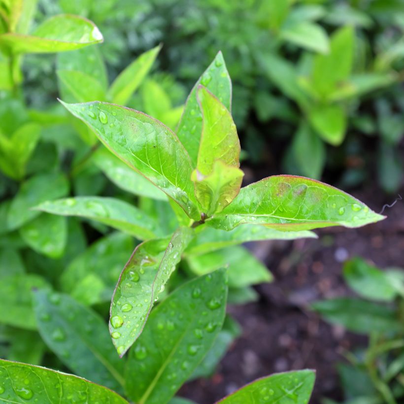 Phlox paniculata Butonik (Foliage)