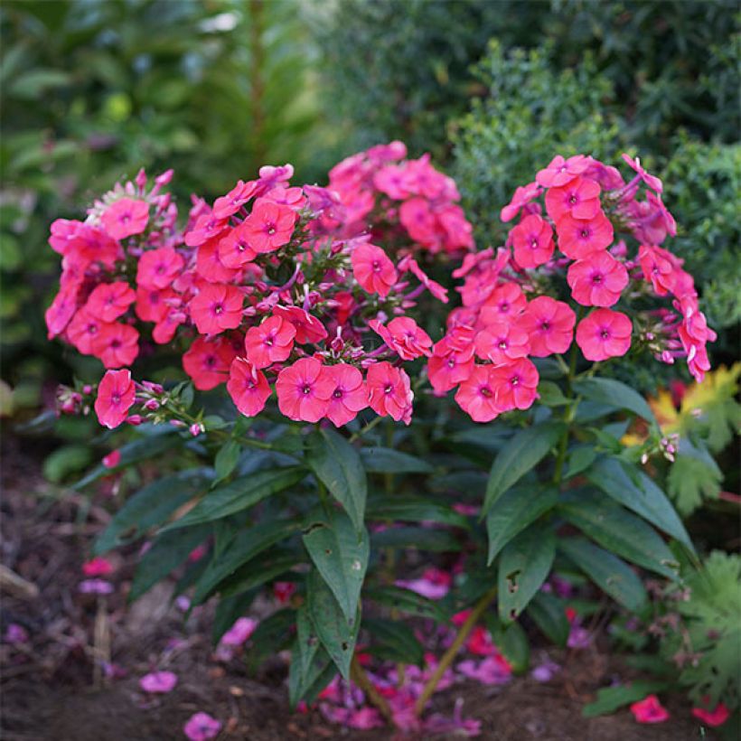Phlox paniculata Coral Flame (Plant habit)