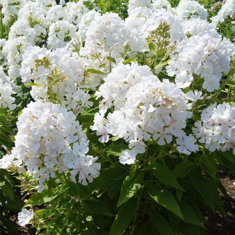 Phlox paniculata Flame White Imp (Plant habit)