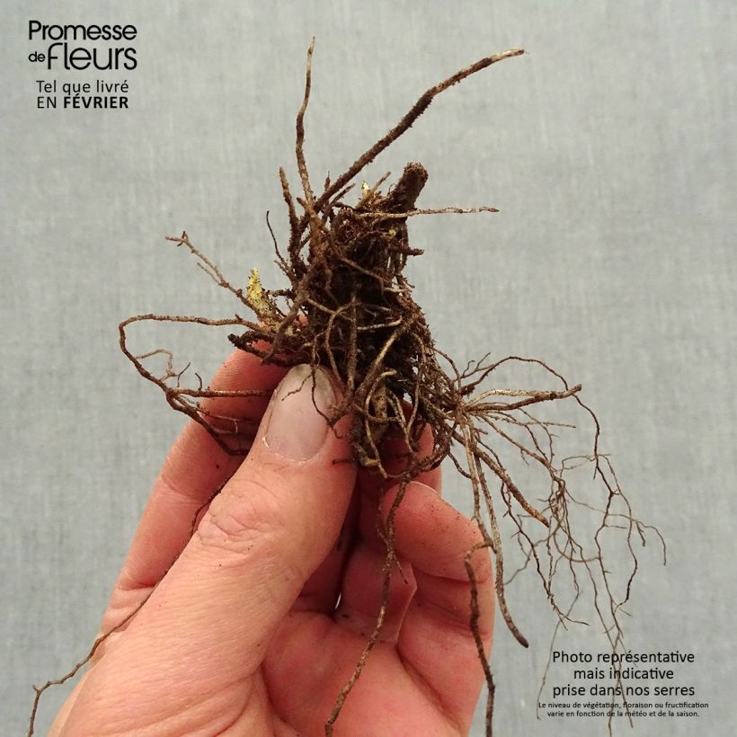 Example of Phlox paniculata Mystic Green Petites Racines nues as you get in hiver