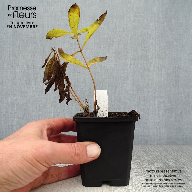 Example of Phlox paniculata Uspech Godet de 8/9 cm as you get in automne