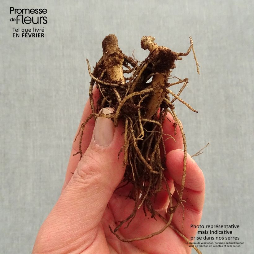 Example of Phlox paniculata Younique Orange Petites Racines nues as you get in hiver