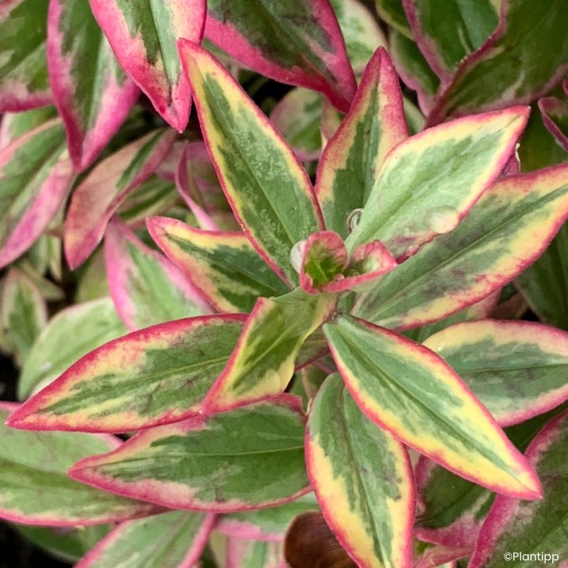 Phlox divaricata Blue Ribbons (Foliage)