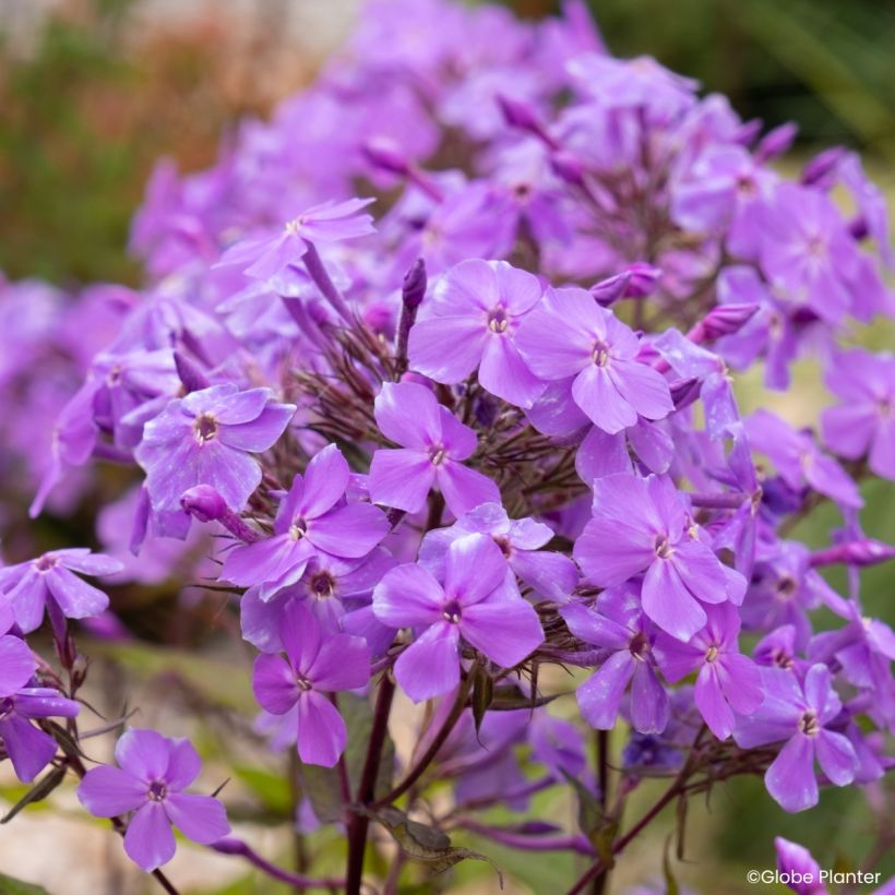 Phlox Queen Paola (Flowering)