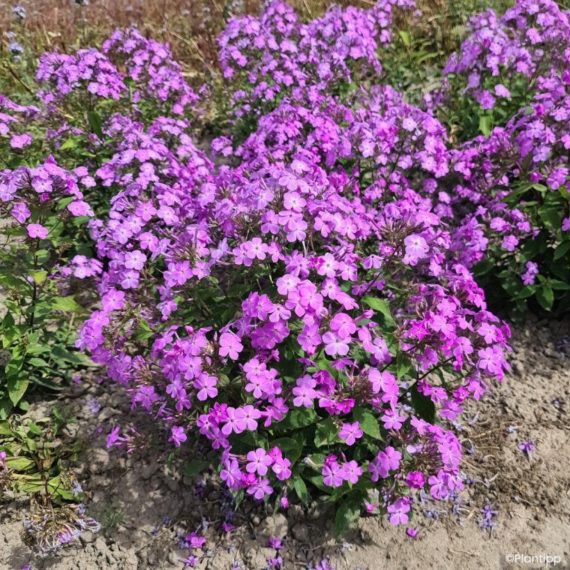 Phlox Queen Paola (Plant habit)