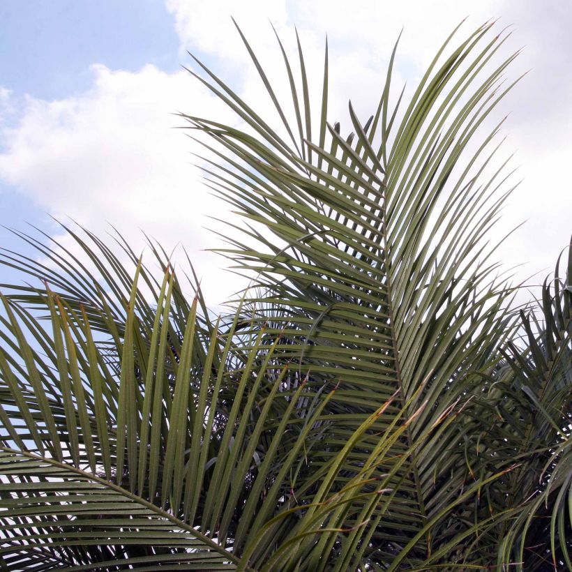 Phoenix roebelinii - palmier dattier nain (Foliage)