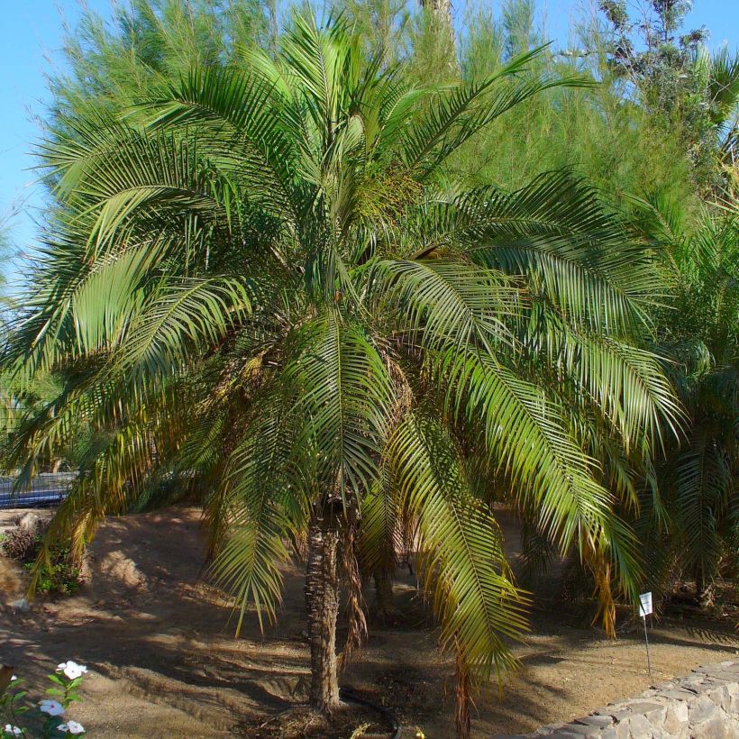 Phoenix roebelinii - palmier dattier nain (Plant habit)