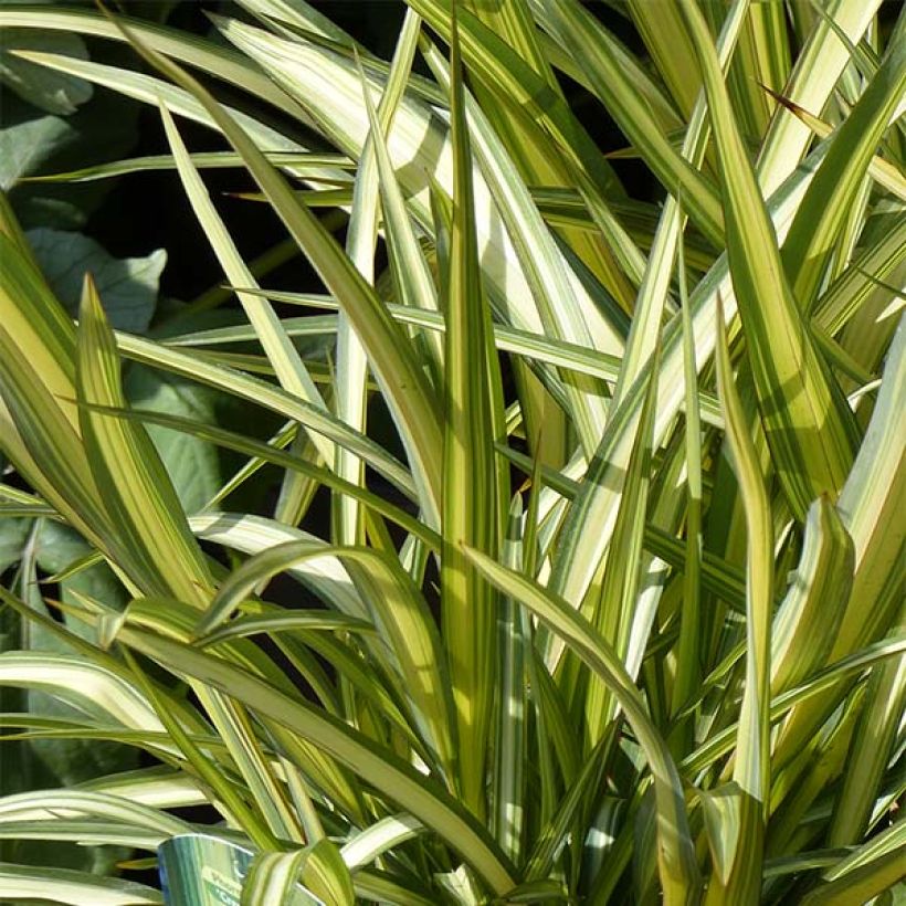 Phormium Cream Delight - Lin des montagnes. (Foliage)