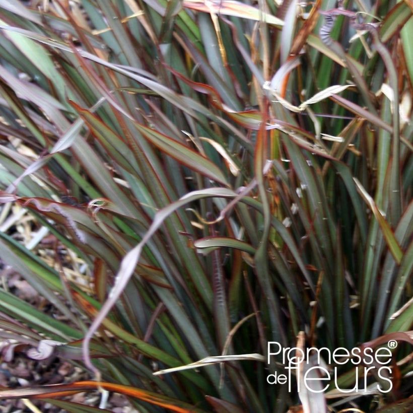 Phormium Jack Spratt - Lin de Nouvelle-Zélande (Foliage)